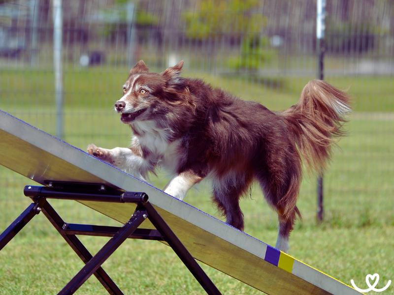 Psi-sporty-agility (15)